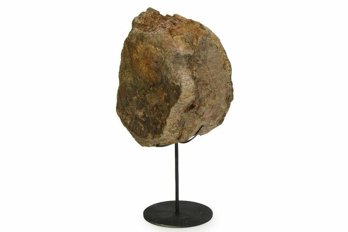 Fossil Hadrosaur Vertebra Centrum with Metal Stand - South Dakota #350722